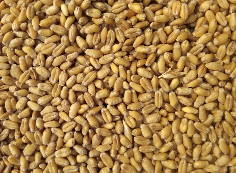 High-protein wheat grains
