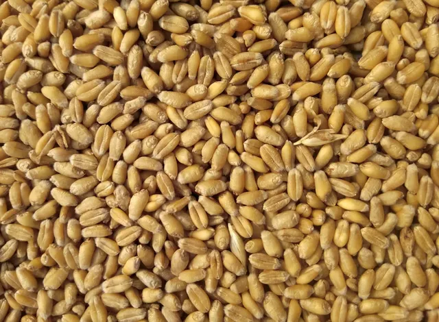 High-protein wheat grains